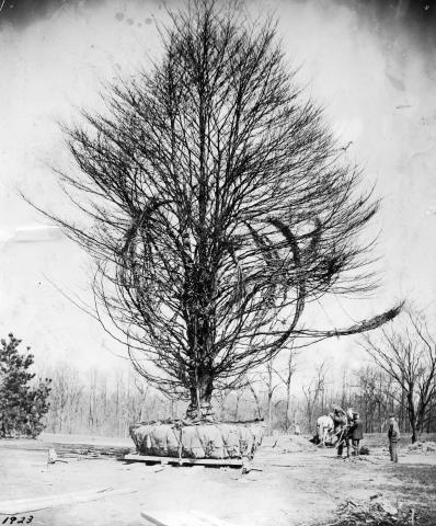 Glass negative image of a large beech tree being moved for transplantation.