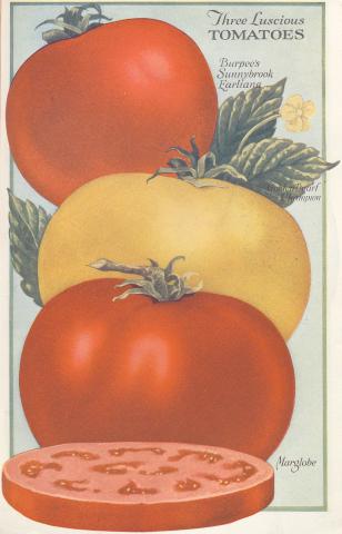 Color illustration of three tomatoes and one tomato slice.