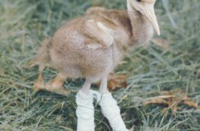 Magazine cover featuring a color photograph of a baby saras crane with leg casts. Cute, not sad.