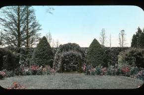 Hand colored lantern slide of a rose garden with shrubs and a floral arch.