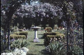 Autochrome transparency showing a trellised garden with candytuft, tulips and ionicera.