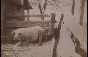 Photograph of a pig in a pen.