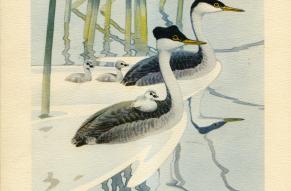 Painting of Western Grebe birds with baby chicks