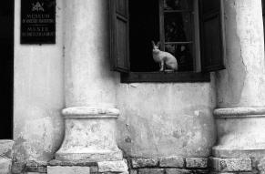 Black and white image of a rabbit statue in the window of the Museum of Forestry and Hunting