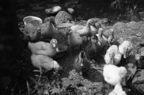 Black and white photograph of ducklings