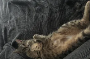 cat lounging