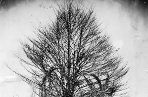 Glass negative image of a large beech tree being moved for transplantation.