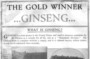 Ginseng: The Gold Winner