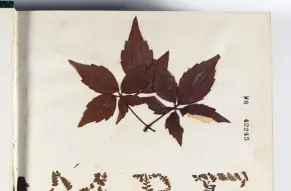 Botanical samples in a journal 