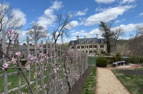 pink peach palmettes at hagley