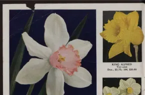 Page from a flower catalog featuring colorful images of daffodils.