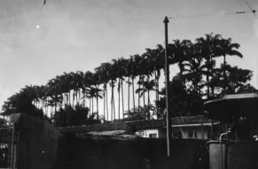 Black and white palm trees
