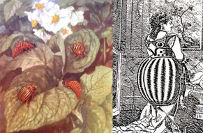 Period illustrations of potato bugs and their larva along with a potato bug inspired garment