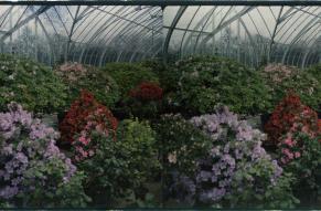 Stereoview of flowers in the conservatory greenhouse of Longwood Gardens.