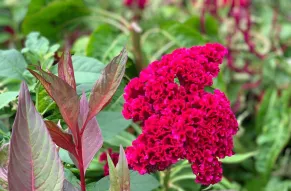 Amish cockscomb.jpg