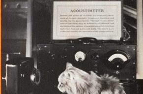 Image of a cat posed in front of an acoustimeter.