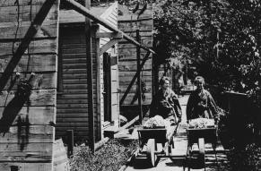 Black and white photograph of two women transporting material in wheelbarrows along a wooden walkway next to buildings.