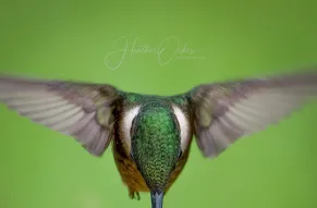 Heather Orkis Photography.jpg