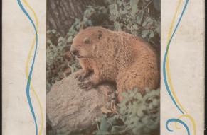 Photograph of a groundhog on the back of a pamphlet. Text reads "A Prophet in His Own Country".