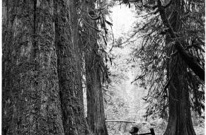 Black and white image of a man with an axe standing in a forest of massive Giant Douglas Fir trees.