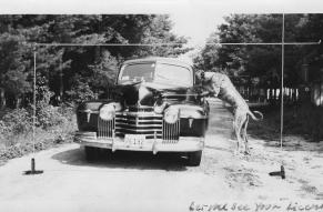 Black and white photograph of a large dog with its forelegs and head in the driver's side window of a car. Text reads "Let me see your liicense".
