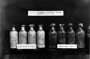 Black and white photograph of two sets of bottles. L.F. Lambert's pure culture spawn for the Snow White mushroom shown on left; on the right is conventional spawn.