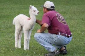 Painted Sky Alpaca Farm and Fiber Mill.jpg