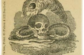 Drawing of a peacock feather, skull, and snake. Text reads 'Vanity, Treachery & Death - Secession Emblems'