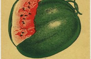 Seed packet from the Card Seed Co for 'Cuban Queen' variety watermelons.