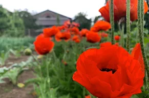 first-office-tulips.jpg