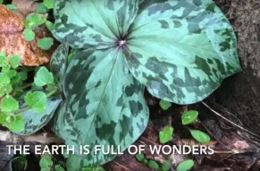 image-earth-day-video.jpg