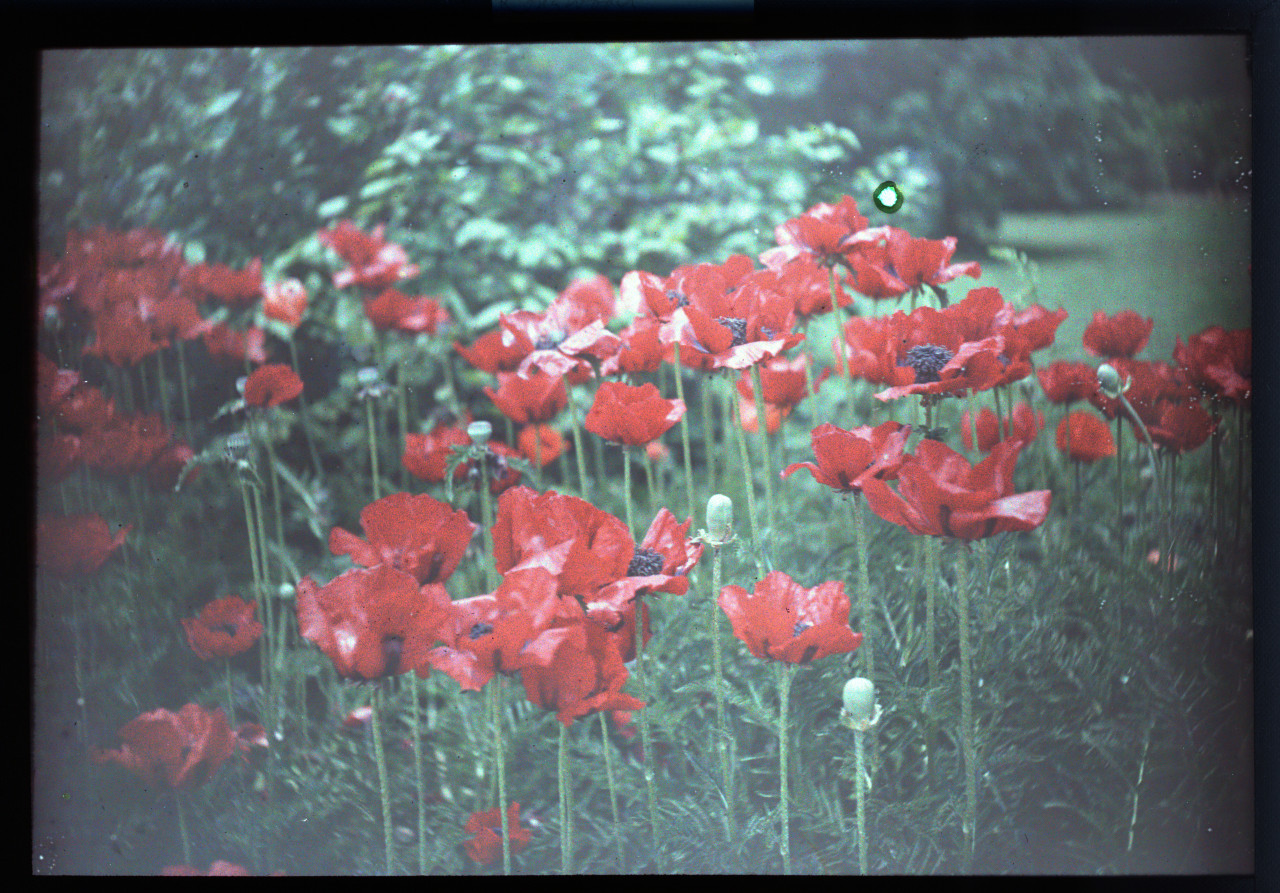 Color glass negative of poppies.